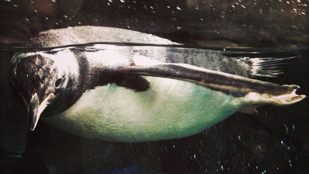 Pinguim-de-humboldt: nativos da América do Sul, animais não estão acostumados a climas extremos por períodos prolongados