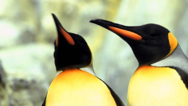 O pinguim-imperador é preto e branco como os outros pinguins, mas é maior e possui coloração alaranjada em volta do pescoço