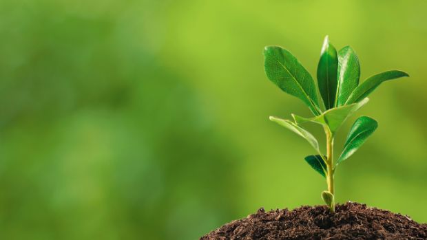 O que as plantas têm a nos dizer sobre o solo em que se encontram?