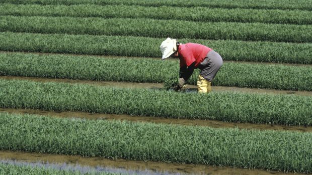 Plantação de arroz: Preocupados com a vulnerabilidade do cereal a condições de seca, cientistas do Japão criam variedade de arroz resistente à escassez de água