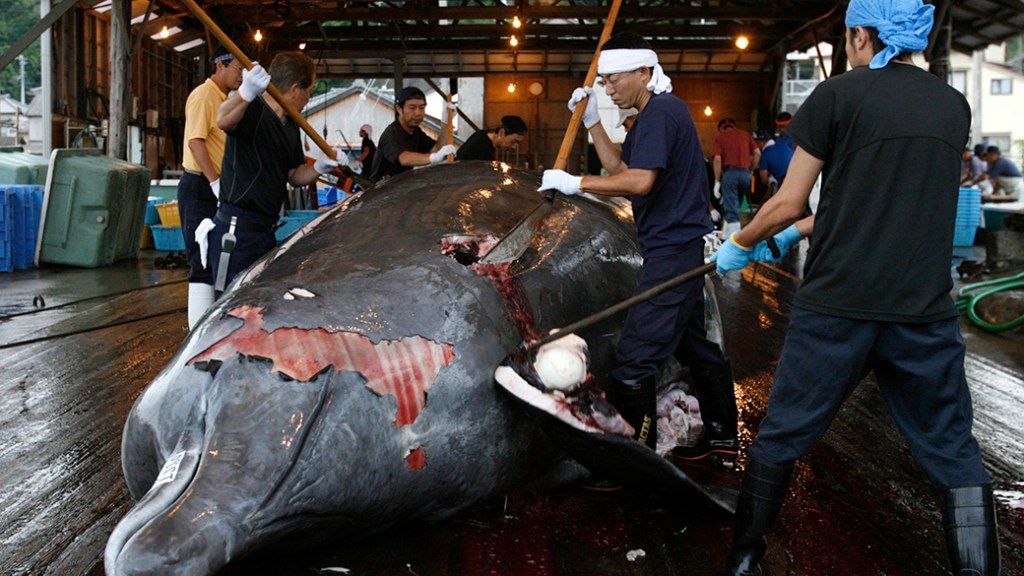 Trabalhadores japoneses organizam carcaças de baleias capturadas em Tóquio, Japão