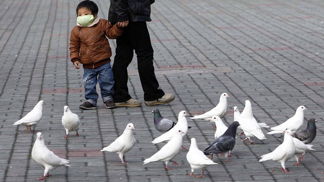 Novo vírus da gripe aviária, o H7N9, já matou seis pessoas