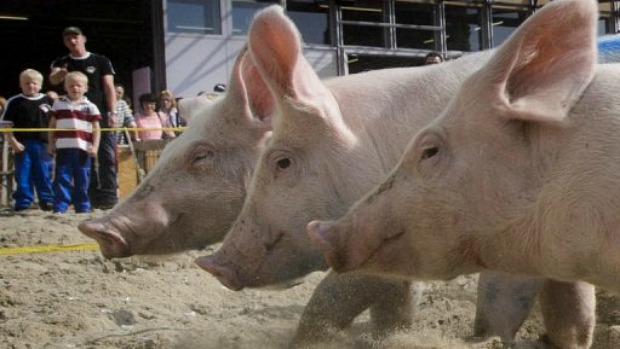 Vírus já provocou a morte de 10% dos porcos dos Estados Unidos