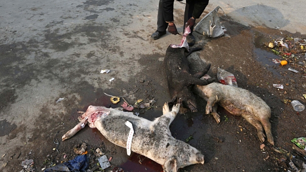Porcos mortos foram encontrados flutuando no rio Huangpu