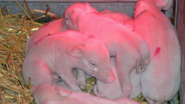 Porcos clonados na cidade de Cremona, na Itália, em 2005, pelo cientista Cesare Galli.