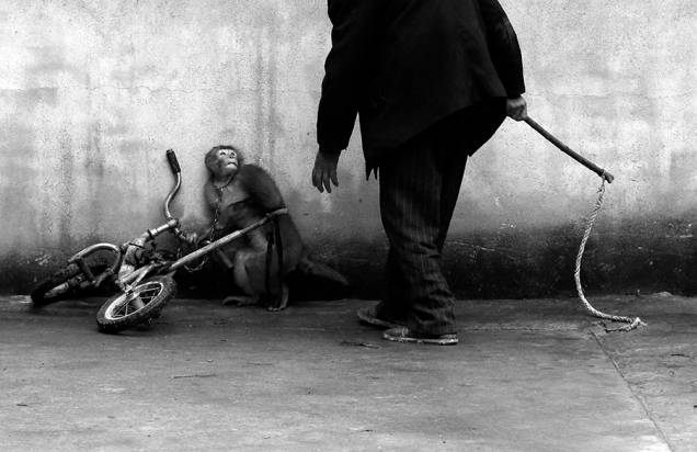Yongzhi Chu, fotógrafo chinês, ganhou o prêmio na categoria Natureza. Na imagem, macaco de circo sendo treinado
