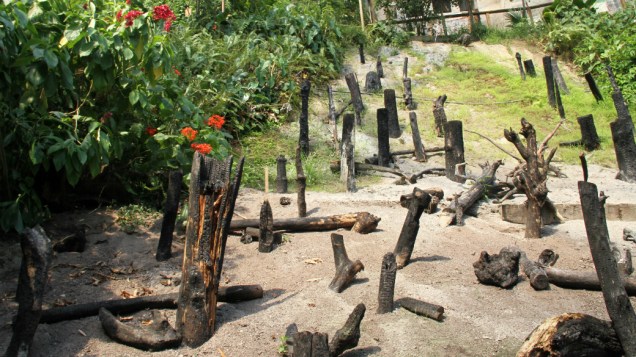 <p>No Projeto Éden, a reprodução de uma área devastada pelas queimadas na floresta amazônica</p>