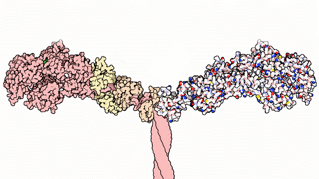Imagem ilustrativa de parte da proteína miosina