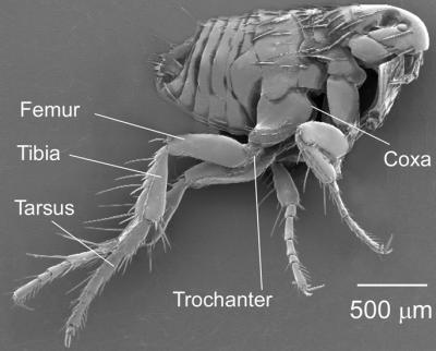 O segredo do pulo: anatomia das pernas da pulga é revelada