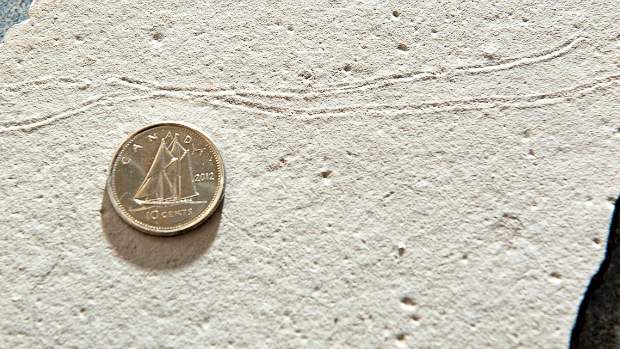 A moeda representa o tamanho do animal (uma espécie de lesma) que deixou as marcas no barro há 585 milhões de ano, no Uruguai