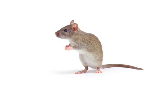 Rato