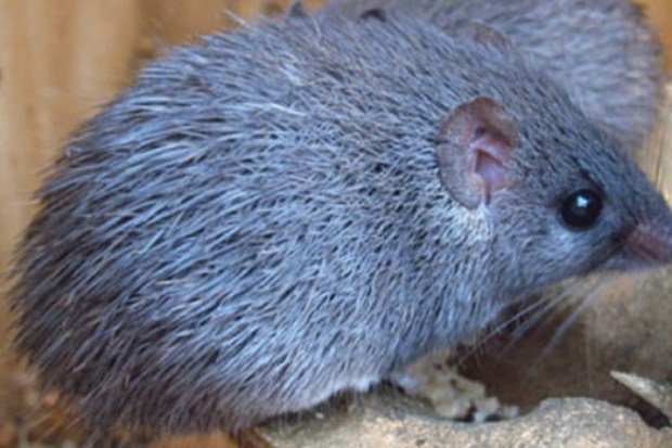 Nova espécie de ratazana gigante é descoberta por cientista