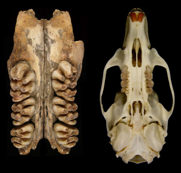 A ossada encontrada no Timor-Leste (fileira de dentes, à esquerda): o roedor era três vezes maior que um rato comum moderno (crânio à direita)