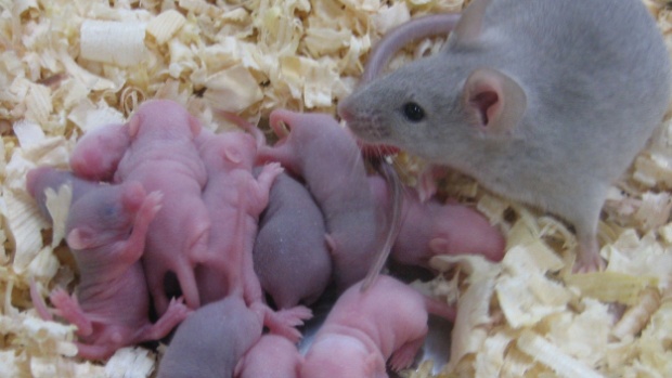 Filhos concebidos por dois pais? Estudo abre perspectivas e preocupações