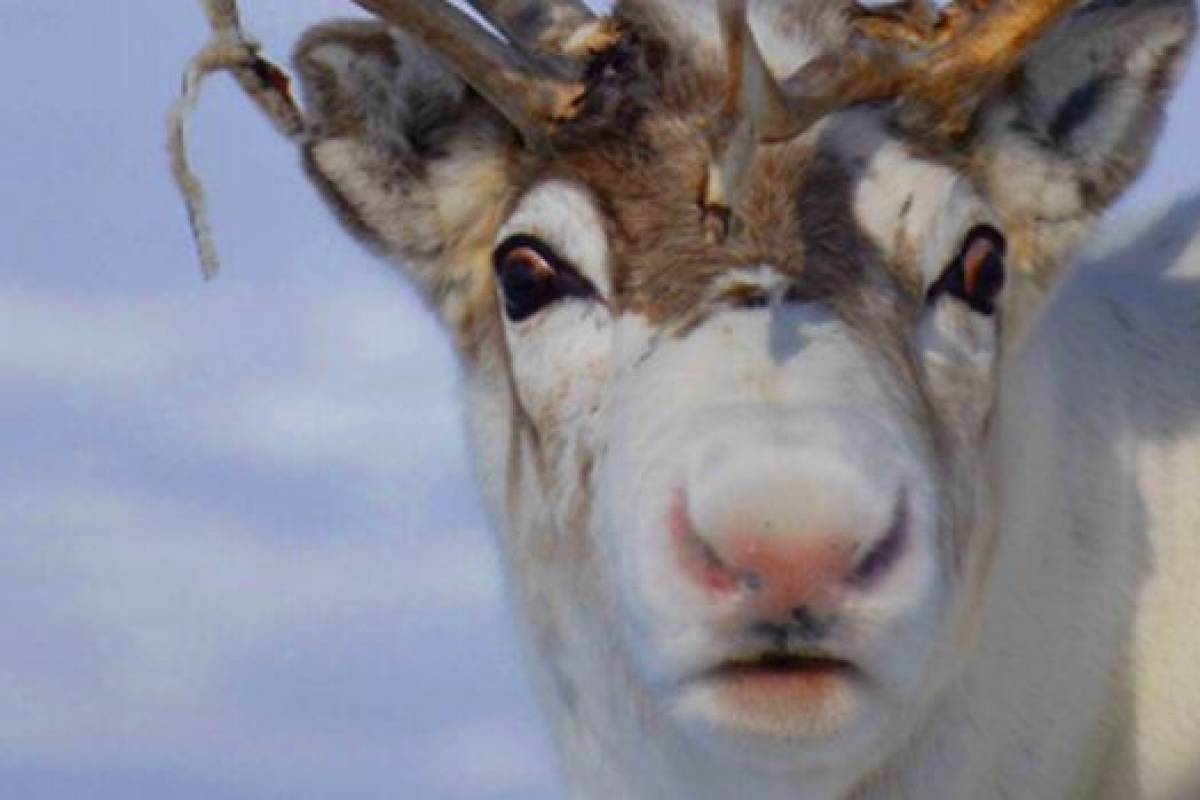 Ciência explica por que rena do Papai Noel tem nariz vermelho | VEJA