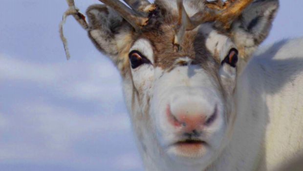 Rena da região ártica da Noruega apresenta coloração avermelhada no nariz