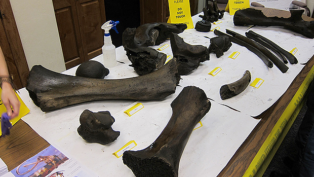 Restos mortais de animais descobertos nos EUA