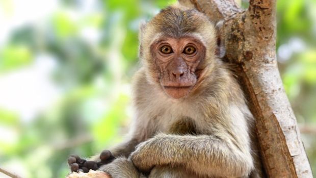 Chimpanzés possuem essa capacidade, mas os rhesus precisaram "aprender" com o estudo
