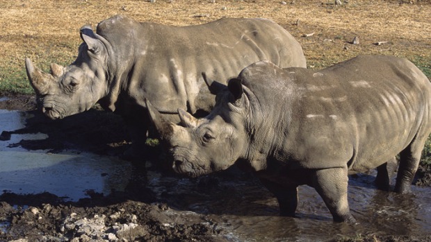 Rinoceronte-branco do norte é uma das espécies mais ameaçadas de extinção no mundo