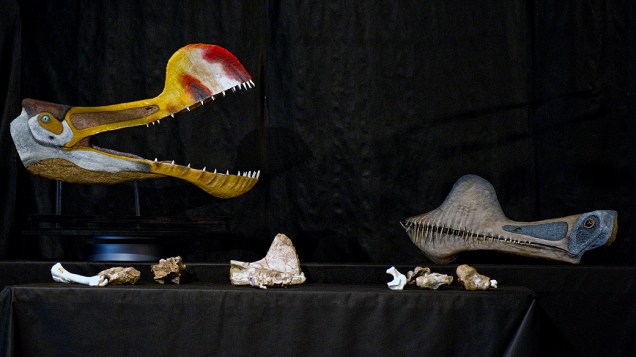 <p>Os pesquisadores encontraram 60% dos ossos do animal — é o mais completo esqueleto de um pterossauro gigante já encontrado no mundo</p>