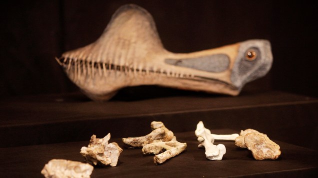 <p>Ossada foi encontrada na Bacia do Araripe, entre Ceará, Piauí e Pernambuco, região rica em fósseis de pterossauros</p>