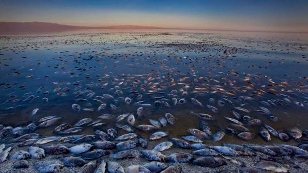 Tilápias mortas nas águas do Salton Sea, na Califórnia, Estados Unidos