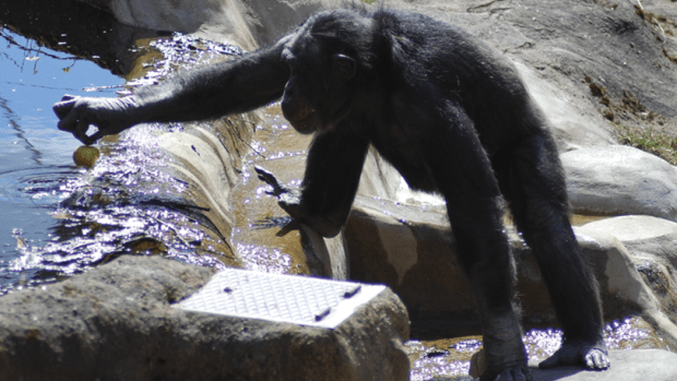 chimpanzesantino