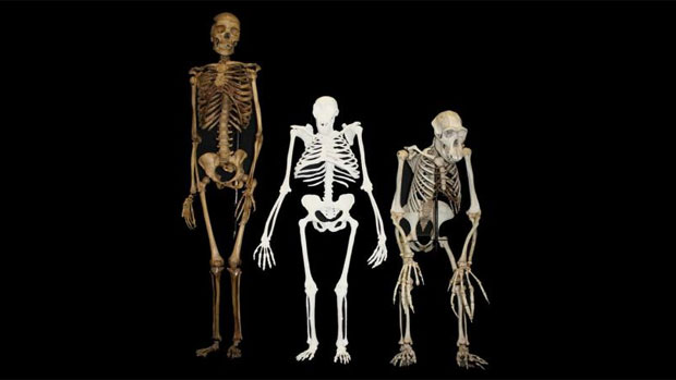 O esqueleto reconstruído no centro pertence a um 'Australopithecus sediba (Au. sediba)'. À direita, o esqueleto de um chimpanzé, e, à esquerda, de uma fêmea humana
