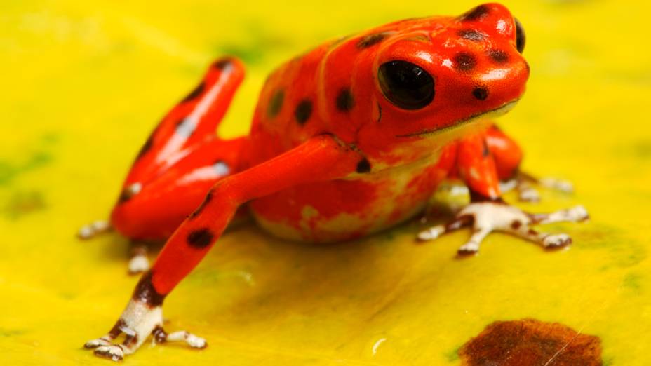 <p><em>Oophaga pumilio </em>ou<em> Dendrobates pumilio </em>espécie que possui grande variação de cores e grande toxicidade do seu veneno</p>