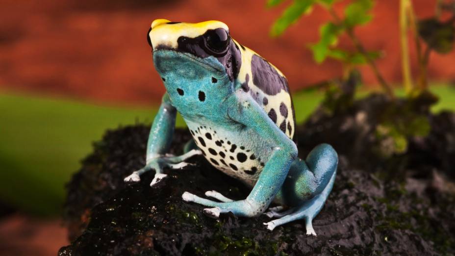 <p>Espécie Dendrobates tinctorius também conhecido como sapo garimpeiro, é encontrado nas florestas da América do Sul e Central</p>
