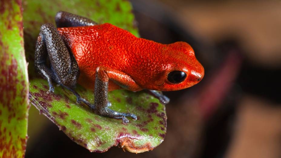 <p>Oophaga pumilio ou Dendrobates pumilio espécie que possui grande variação de cores e grande toxicidade do seu veneno</p>