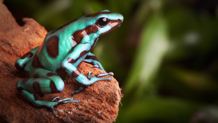 <p>Sapo da espécie <em>Dendrobates auratus</em> localizado nas florestas da América do Sul e Central</p>