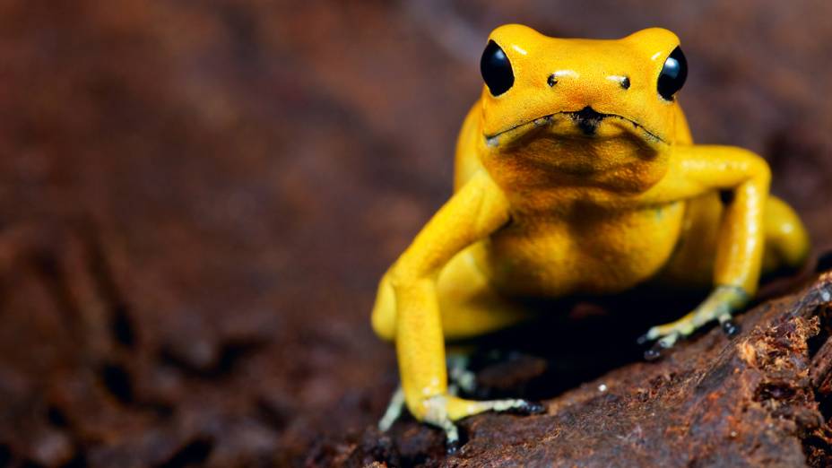 <p>Phyllobates terribilis pode chegar a 5cm quando adultos, possui o veneno mais letal entre os sapos tanto para os homens quanto para os demais animais, é encontrado na Colômbia</p>