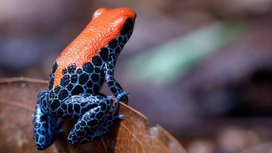 <p>A espécie Dendrobates reticulatus encontrado em florestas da América Central e do Sul como no Peru</p>
