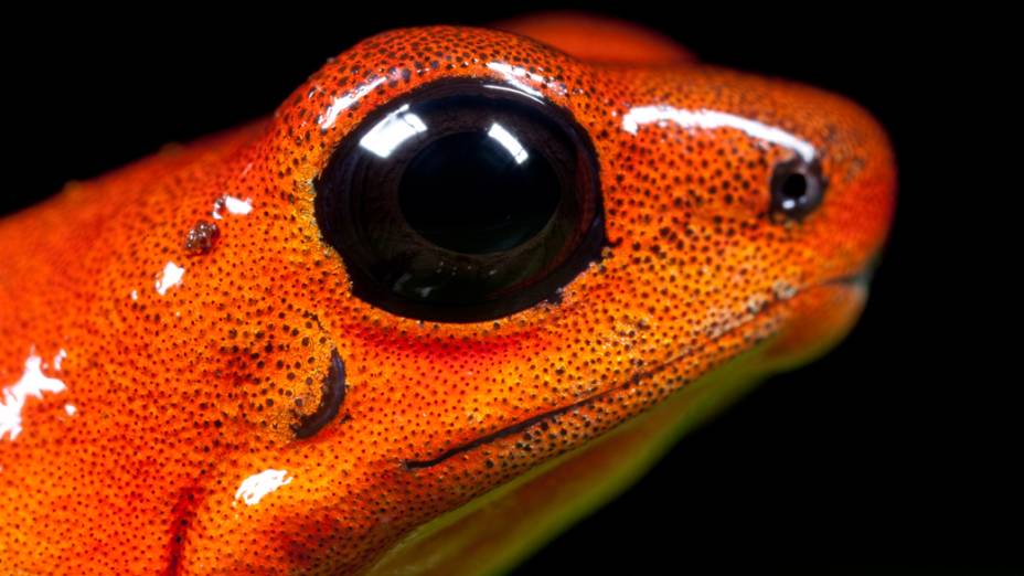 <p>Oophaga pumilio ou Dendrobates pumilio espécie que possui grande variação de cores e grande toxicidade do seu veneno</p>