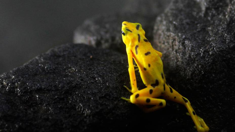 <p>Rã dourada do Panamá (Atelopus zeteki) é vista no Nispero Zoo, localizado no Valle de Anton, Panamá</p>