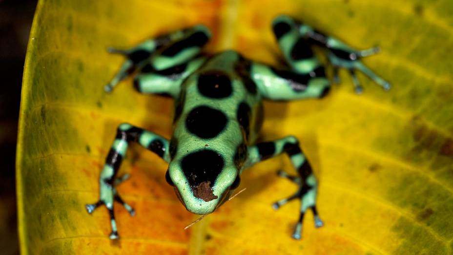 <p>Sapo da espécie Dendrobates auratus localizado nas florestas da América do Sul e Central</p>