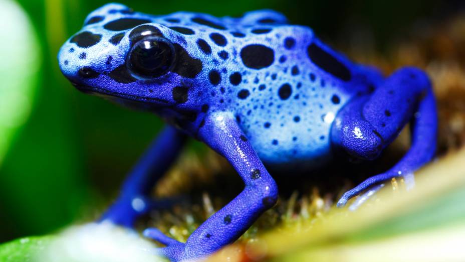 <p><em>Dendrobates azureus</em> possui cores chamativas que advertem os possíveis predadores. Contém um potente veneno neurotóxico na pele</p>