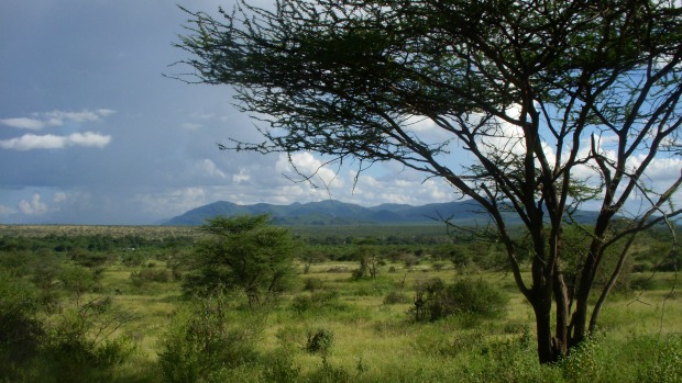Savanas pontilhadas por pastagens e árvores dispersas foram vegetação predominante durante a evolução de ancestrais humanos