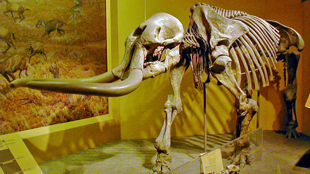 O estegomastodonte, ancestral do elefante, migrou para a América do Norte cerca de 15 milhões de anos atrás e foi extinto há 10.000 anos