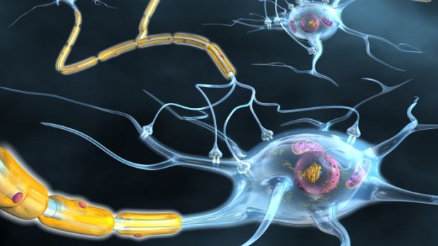 mielina sistema nervoso axônios