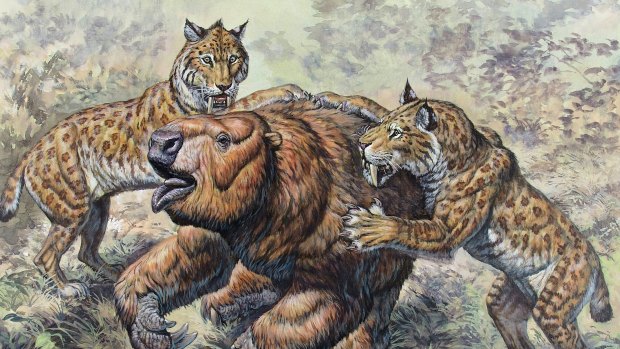 Dois tigres dentes-de-sabre (Smilodon) atacam uma preguiça-gigante (Glossotherium): mordida mais fraca que a de felinos atuais