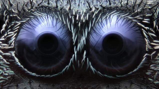 <p>Os olhos de uma aranha-saltadora (Phidippus audax) aumentados em 20 vezes ficaram com o terceiro lugar no concurso ‘Nokia Small World’. A foto é do americano Noah Fram-Schwartz</p>
