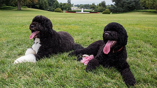 Sunny, à direita, fará companhia ao cachorro Bo na Casa Branca