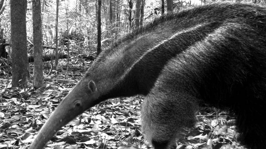 <p>Tamanduá na Floresta Amazônica, Manaus</p>