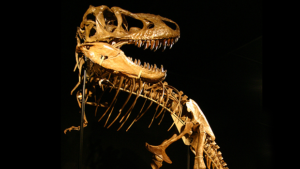 Tarbosaurus bataar