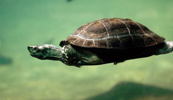Depois de décadas em discussão, cientistas encontram pistas sobre o parentesco evolutivo das tartarugas: são primas dos lagartos