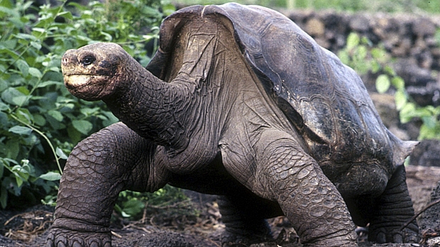 A tartaruga gigante Solitário Jorge, morta neste domingo
