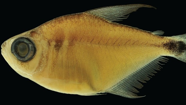 Análise de DNA ajudou a revelar uma nova espécie de Tetragonopterus, peixe que vive no rio Jari