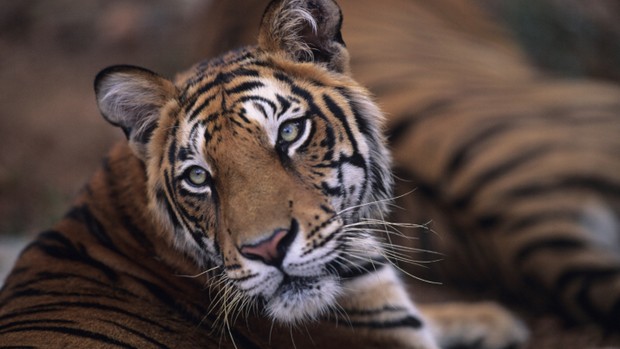 Menos de 3.200 tigres restam no mundo. A espécie está à beira da extinção por influência do homem